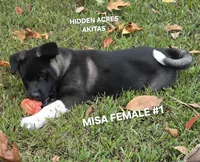 MISA FEMALE #1, a female Akita for sale in Mountain Grove, MO – 9 of 10