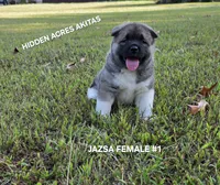 JAZSA FEMALE #1, a female Akita for sale in Mountain Grove, MO – 4 of 10