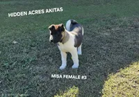 MISA FEMALE #3, a female Akita for sale in Mountain Grove, MO – 1 of 10