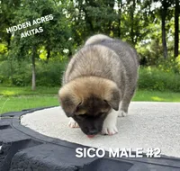 SICO MALE #2, a male Akita for sale in Mountain Grove, MO – 8 of 10