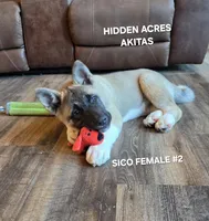 SICO FEMALE #2, a female Akita for sale in Mountain Grove, MO – 5 of 10