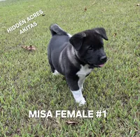 MISA FEMALE #1, a female Akita for sale in Mountain Grove, MO – 6 of 10
