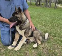 SHGR MALE #1, a male Akita for sale in Mountain Grove, MO – Photo 2 of 6