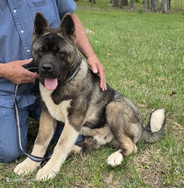 SHGR MALE #1, a male Akita for sale in Mountain Grove, MO – Photo 1 of 6