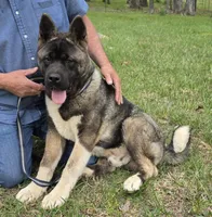 SHGR MALE #1, a male Akita for sale in Mountain Grove, MO – Photo 1 of 6