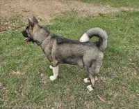 SHGR MALE #1, a male Akita for sale in Mountain Grove, MO – Photo 6 of 6
