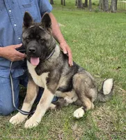 SHGR MALE #1, a male Akita for sale in Mountain Grove, MO – Photo 3 of 6