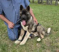 SHGR MALE #1, a male Akita for sale in Mountain Grove, MO – Photo 4 of 6