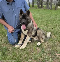 SHGR MALE #1, a male Akita for sale in Mountain Grove, MO – Photo 5 of 6