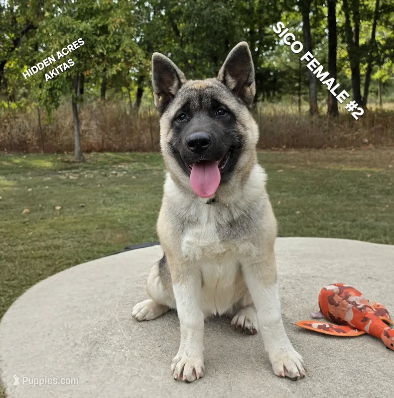 SICO FEMALE #2 – Akita puppy for sale in Mountain Grove, MO