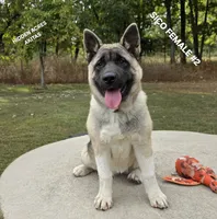 SICO FEMALE #2, a female Akita for sale in Mountain Grove, MO – 1 of 10