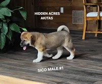 SICO MALE #1, a male Akita for sale in Mountain Grove, MO – 9 of 10