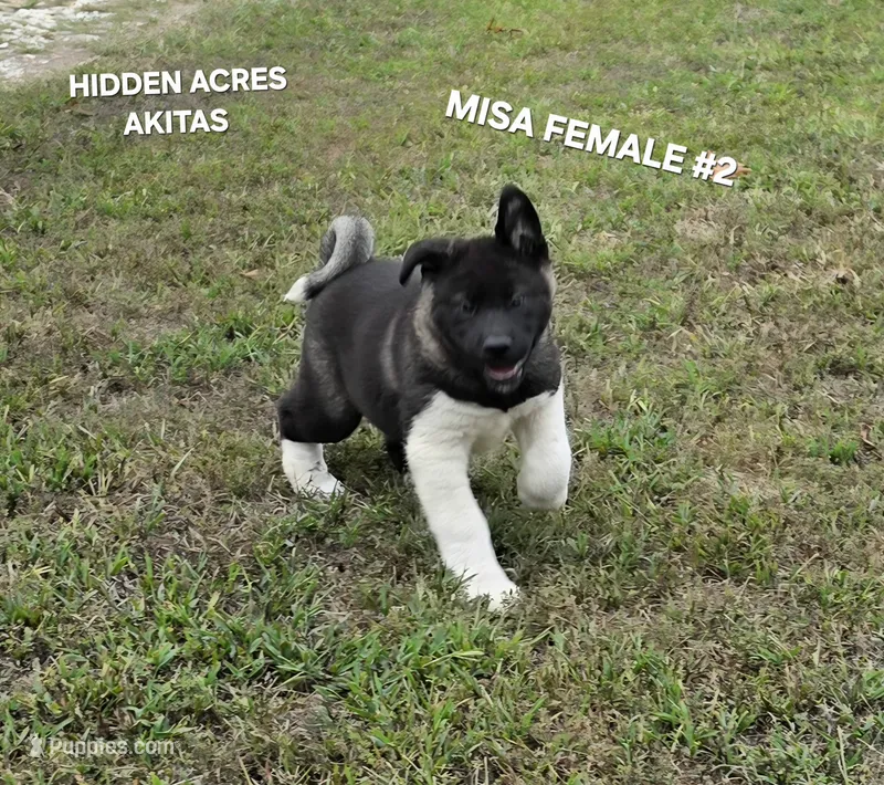 MISA FEMALE #2 – Akita puppy for sale in Mountain Grove, MO