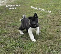 MISA FEMALE #2, a female Akita for sale in Mountain Grove, MO – 1 of 10