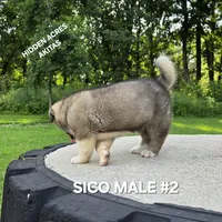 SICO MALE #2, a male Akita for sale in Mountain Grove, MO – 6 of 10