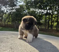 STCO MALE #3, a male Akita for sale in Mountain Grove, MO – 2 of 10
