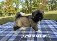 JAZSA MALE #1, a male Akita for sale in Mountain Grove, MO – 3 of 10