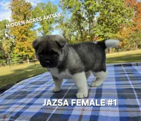 JAZSA FEMALE #1, a female Akita for sale in Mountain Grove, MO – 10 of 10