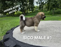 SICO MALE #1, a male Akita for sale in Mountain Grove, MO – 8 of 10