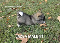 JAZSA MALE #1, a male Akita for sale in Mountain Grove, MO – 9 of 10