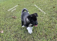 MISA FEMALE #1, a female Akita for sale in Mountain Grove, MO – 4 of 10