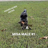 MISA NALE #1, a male Akita for sale in Mountain Grove, MO – 8 of 9