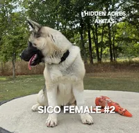 SICO FEMALE #2, a female Akita for sale in Mountain Grove, MO – 8 of 10