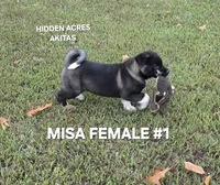 MISA FEMALE #1, a female Akita for sale in Mountain Grove, MO – 3 of 10