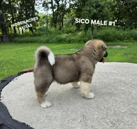 SICO MALE #1, a male Akita for sale in Mountain Grove, MO – 10 of 10