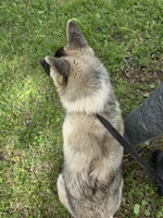 JOSR FEMALE #2, a female Akita for sale in Mountain Grove, MO – 4 of 10