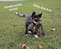 MISA NALE #1, a male Akita for sale in Mountain Grove, MO – 9 of 9