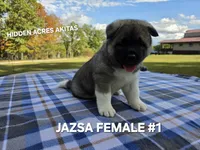 JAZSA FEMALE #1, a female Akita for sale in Mountain Grove, MO – 9 of 10