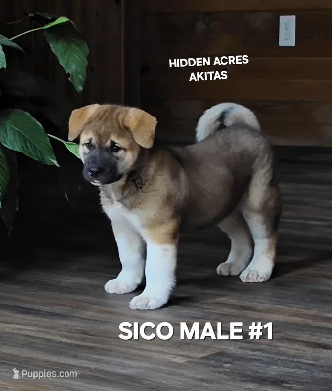 SICO MALE #1 – Akita puppy for sale in Mountain Grove, MO