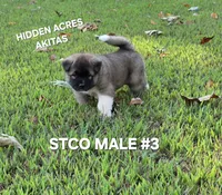 STCO MALE #3, a male Akita for sale in Mountain Grove, MO – 6 of 10