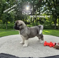 SICO FEMALE #2, a female Akita for sale in Mountain Grove, MO – 5 of 10