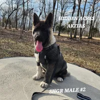 SHGR MALE #2, a male Akita for sale in Mountain Grove, MO – Photo 5 of 10