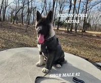 SHGR MALE #2, a male Akita for sale in Mountain Grove, MO – Photo 5 of 10