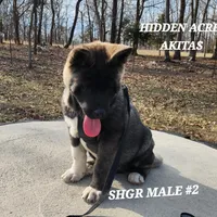 SHGR MALE #2, a male Akita for sale in Mountain Grove, MO – Photo 3 of 10