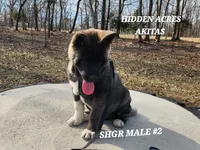 SHGR MALE #2, a male Akita for sale in Mountain Grove, MO – Photo 3 of 10