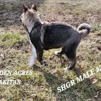 SHGR MALE #2, a male Akita for sale in Mountain Grove, MO – Photo 10 of 10