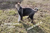 SHGR MALE #2, a male Akita for sale in Mountain Grove, MO – Photo 10 of 10