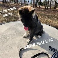 SHGR MALE #2, a male Akita for sale in Mountain Grove, MO – Photo 6 of 10