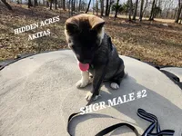 SHGR MALE #2, a male Akita for sale in Mountain Grove, MO – Photo 6 of 10