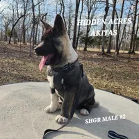 SHGR MALE #2, a male Akita for sale in Mountain Grove, MO – Photo 2 of 10