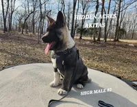 SHGR MALE #2, a male Akita for sale in Mountain Grove, MO – Photo 2 of 10