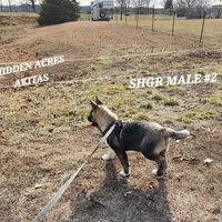 SHGR MALE #2, a male Akita for sale in Mountain Grove, MO – Photo 4 of 10
