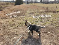 SHGR MALE #2, a male Akita for sale in Mountain Grove, MO – Photo 4 of 10
