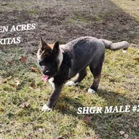 SHGR MALE #2, a male Akita for sale in Mountain Grove, MO – Photo 9 of 10