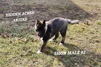 SHGR MALE #2, a male Akita for sale in Mountain Grove, MO – Photo 9 of 10
