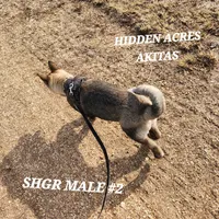 SHGR MALE #2, a male Akita for sale in Mountain Grove, MO – Photo 7 of 10